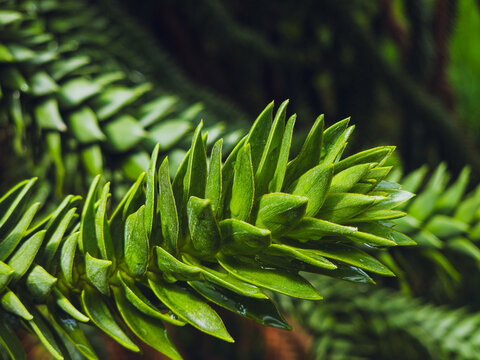 Macro close-up of Araucaria araucana branch with spiky evergreen leaves - Powered by Adobe