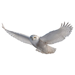 Fototapeta premium Snowy Owl in Flight on transparent png background
