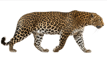 Photograph of a leopard walking isolated on a white background with a clipping path fullbody standing side view detailed high quality