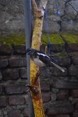 A black and white Oriental magpie-robin perches on a rustic tree branch, capturing a moment of serene urban wildlife against a moss-covered brick wall.