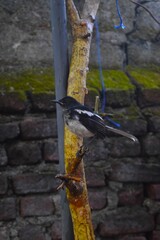 A black and white Oriental magpie-robin perches on a rustic tree branch, capturing a moment of serene urban wildlife against a moss-covered brick wall.