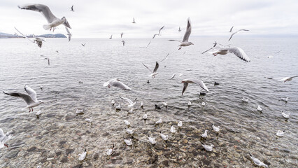 Seagulls feeding over the lake - Macedonia Lake