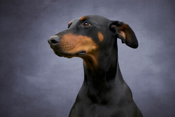 Doberman dog portrait with grey background