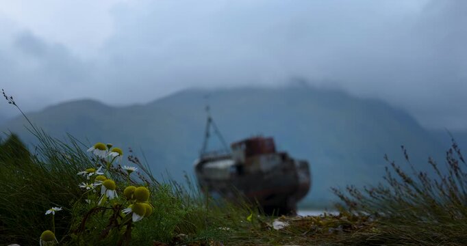 Corpach Shipwreck bei dramatisch bew&ouml;lktem Himmel, bl&uuml;hende Kamille im Vordergrund, Wassertropfen auf Grashalmen und regnerische Stimmung in den schottischen Highlands