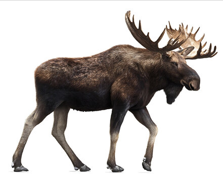 Majestic corporations moose on a white background isolated on a transparent PNG with a clipping path high resolution detailed photo professional photograph h