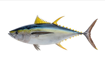 A realistic photo of a tuna fish with yellow spines on its tail set against a white background showing the full body