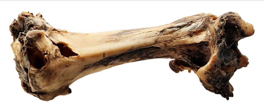 Photograph of a dried meat bone on a white background with no shadow beneath it The photograph is taken from the side with the entire piece visible