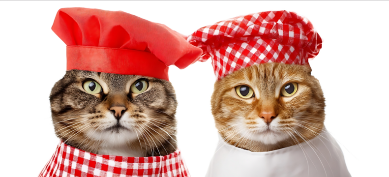 Two cats wearing chefs hats and aprons isolated on a white background Real photograph