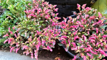 Vibrant Alternanthera Plant Leaves, Ideal for Nature-Themed Design, Background, or Wall Art