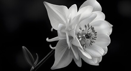 Closeup, black and white photograph of a delicate columbine flower with intricate petals and stamens against a dark, blurred background, highlighting its natural beauty and form