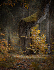 The Watcher: Twisted Mossy Tree in a Silent Autumn Forest