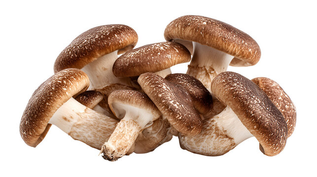 Shiitake Mushrooms Fresh Harvest Dark Background