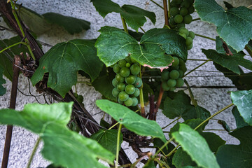 Zielone winogrono