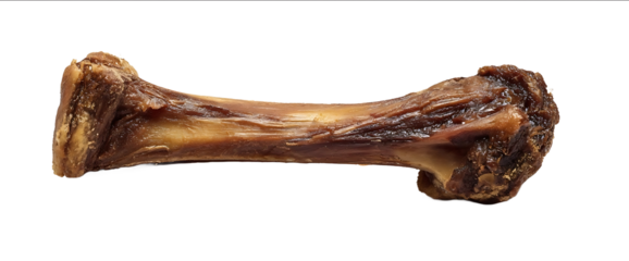 Photograph of a dried meat bone on a white background closeup view with copy space for text This image was the winner of a stock photo contest and is availab
