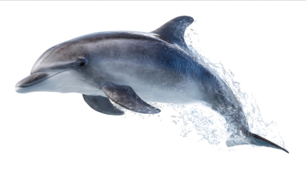 Beautiful realistic fullbody dolphin jumping out of the water against a white background A hyperrealistic photograph with high detail and focus on the eyes D