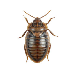 Photo of a top view fullbody image of a large brown bed harness or woodlouse beetle on a white background with no shadows