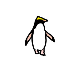 fiordland penguin animal natural living habitat cute lovely
