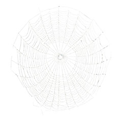 Obraz premium Intricate circular spiderweb illuminated against a dark background