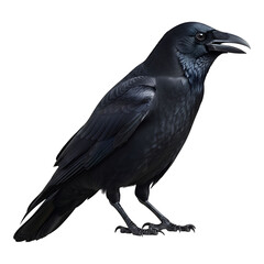 Fototapeta premium A majestic black raven standing against a stark black background