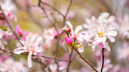 Fototapeta premium Blooming magnolia in spring. Beautiful buds of pink flowers close-up with blurred space for text.