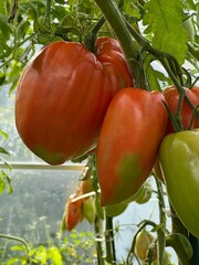 Owoce pomidorów, 100 % eko , polska wieś  © Maciej G. Szling