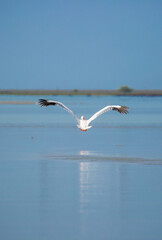 A flock of pelican birds walks along the blue lake of Cyprus. Flying pelicans in the blue sky. Waterfowl at the nesting site.