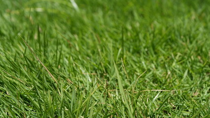 Green backyard grass closeup view.