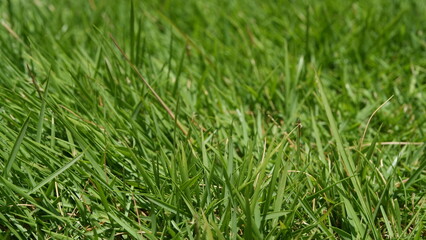 Green backyard grass closeup view.