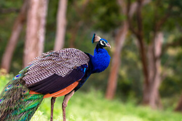 Obraz premium Vibrant Indian Peacock Displaying Its Feathers