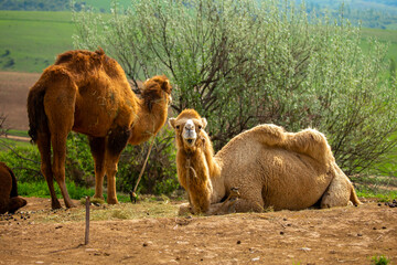 Camel in the fields of Uzbekistan. Camels harnessed to reins. Close-up of the camel's head and...
