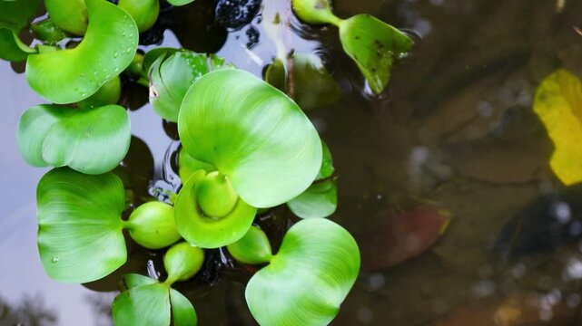 A video of water hyacinth leaves forming a natural green texture on the surface of a pond in tropical environment