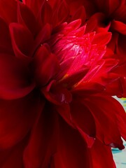 Wnętrze czerwonego kwiatka 