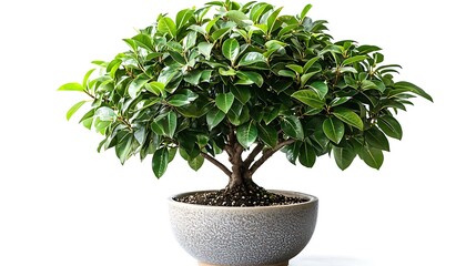 Decorative indoor plant bonsai ficus tree high resolution picture