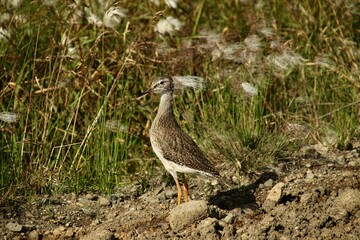 a young bird walking on the roadside