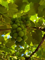 Owoce zielonego winogrona 