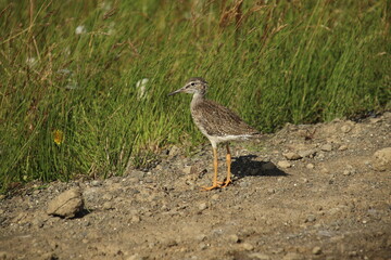 A young bird running on the roadside