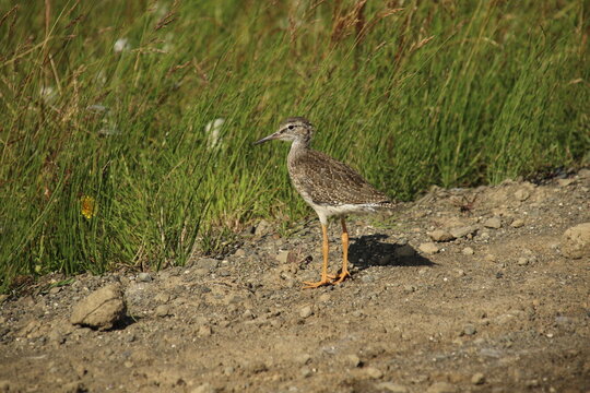 A young bird running on the roadside - Powered by Adobe