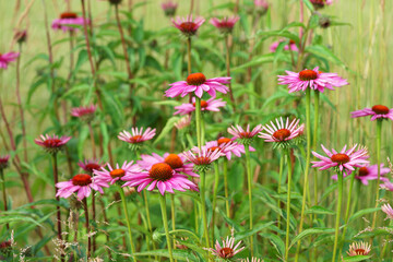 Blooming pink purple echinacea, coneflowers flowers in full summer bloom, standing tall in natural field or garden background. Gardening, plant breeding, medicinal herbs