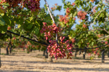 Obraz premium Fresh Pistachio nuts on tree brunch ready for harvest 