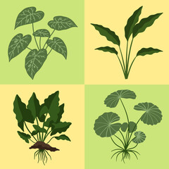 set illustration vecto graphic of large leaved aquatic plants