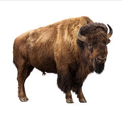Bison a fullbody standing figure isolated on a white background Detailed photograph PNG format