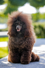 Brown toy poodle on green background