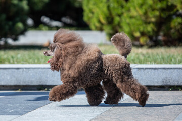 Brown toy poodle on green background