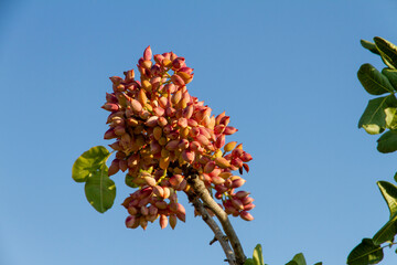 Fresh Pistachio nuts on tree brunch ready for harvest 