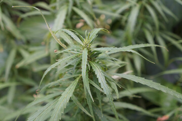 Green leaves of the cannabis plant, which is a plant in the genus Cannabis and in the family Cannabaceae.