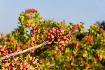 Fresh Pistachio nuts on tree brunch ready for harvest 