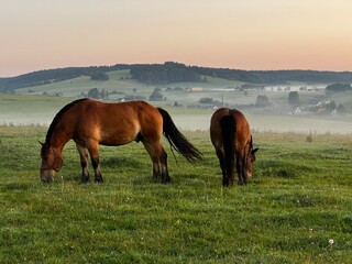 Konie Beskid Niski, lato 25 © Maciej G. Szling