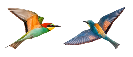 Beautiful colorful flying parrot and bluebellied beeeater on a white background cutout isolated PNG file