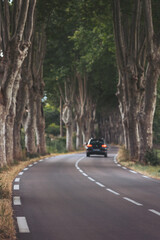 Curving through a tree-lined road in late afternoon light, a car journeys towards a peaceful countryside escape full of vibrant nature and tranquility