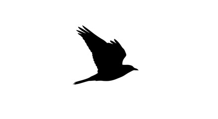 Silhouette of a black bird in flight against a white background.